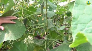 КАК ФОРМИРОВАТЬ И ПАСЫНКОВАТЬ ОГУРЦЫ В ТЕПЛИЦЕ?