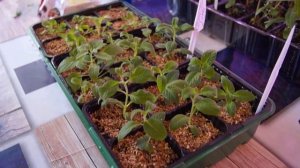 РАССАДА ГЕЛИОТРОПА  ПРИЩИПКА ПОЛИВ ПОДКОРМКА, ЧАСТЬ 4