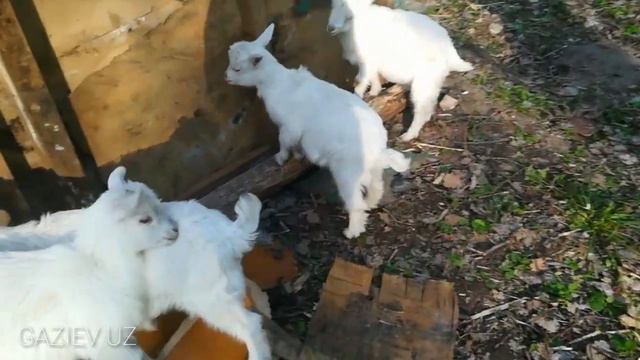 СВИДАНИЕ КОЗЛЕНКИ +18 смотреть онлайн