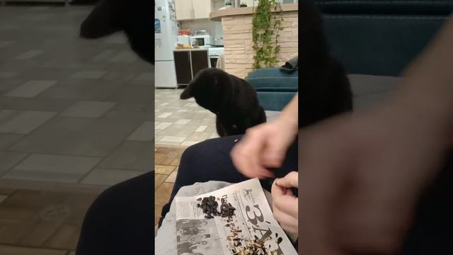 Кошка любит семечки смотреть онлайн