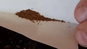 Посев семян табака на рассаду. Сразу в кассету.