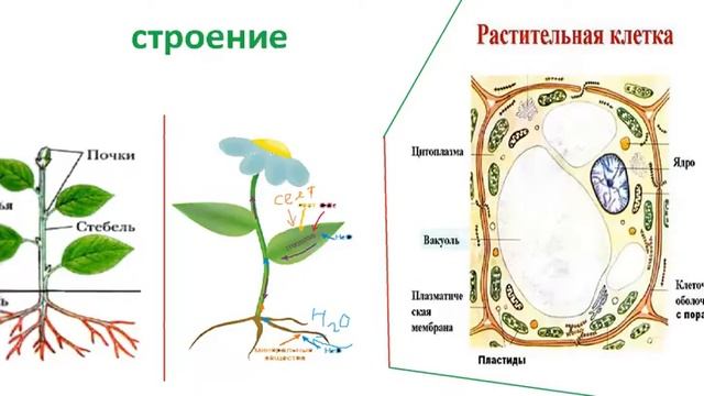 Ботаника - как наука смотреть онлайн