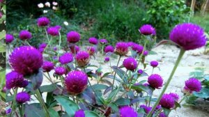 ГОМФРЕНА (GOMPHRENA)