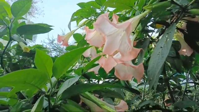 Angel Trumpet (Brugmansia)- Rare Flowering Plant #brugmansia #angeltrumpet #trending #Flowers