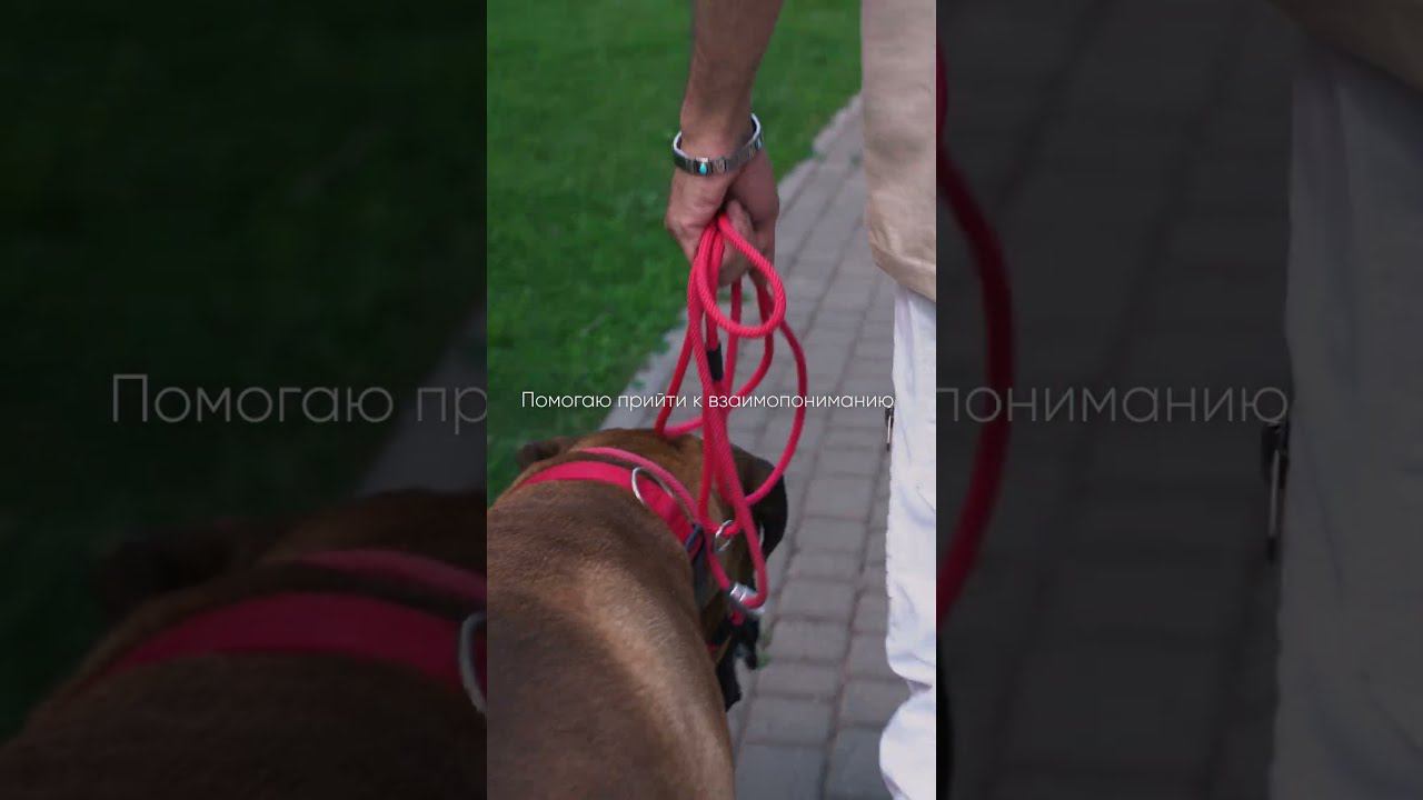 Прогулка #собака #животные #топ #собаки #любовь #кино смотреть онлайн