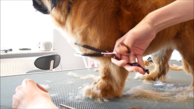 PetGroooming - Never Shave Down your Pekingese смотреть онлайн