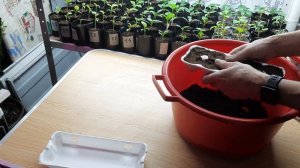 Рассада в яичных лотках.