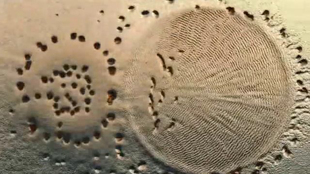 Myxococcus xanthus preying on an E. coli colony смотреть онлайн