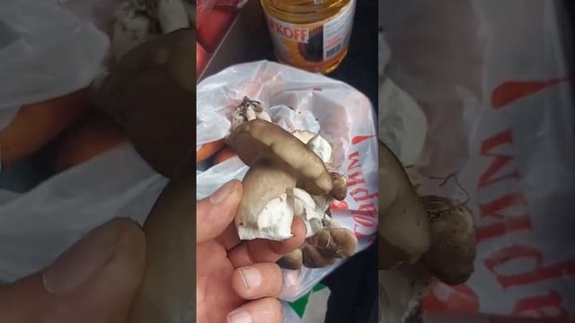 что за гриб?Абхазия сегодня 18 октября 2022 смотреть онлайн