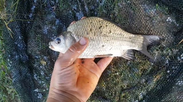 РЫБАЛКА НА ДОНКИ р.Понура смотреть онлайн