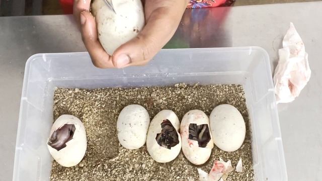 CLUTCH CUTTING #5 | LAST CLUTCH OF THE 2021 SEASON | BALL PYTHON BREEDING | PRECIOUS PYTHONS смотреть онлайн