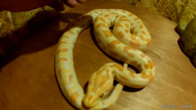 Burmese python 5 month old смотреть онлайн