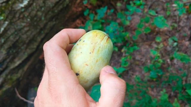 Finding and eating Paw Paw Fruit смотреть онлайн