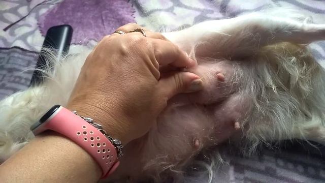 Фантазия готовится стать мамой чихуахуа Симферополь Кастропуло Крым смотреть онлайн