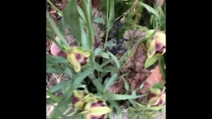 Рябчик иглолепестный (Fritillaria acmopetala) и Рябчик бледноцветный (Fritillaria pallidiflora)