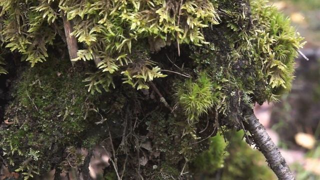 Лес лёгкие нашей планеты смотреть онлайн