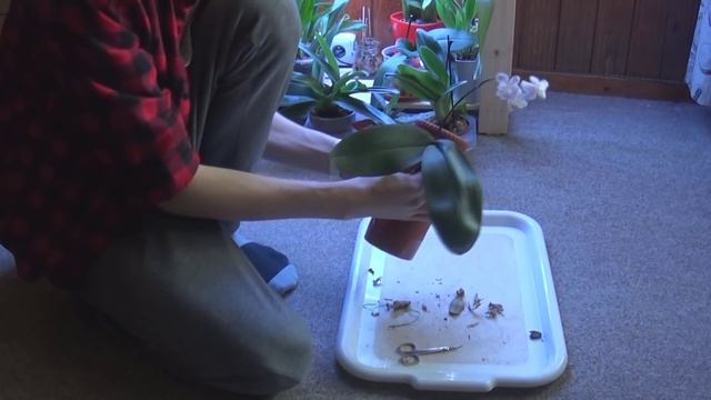 How to mount a phalaenopsis on a ceramic cylinder смотреть онлайн