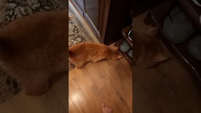 Кот Рыжик в гостях, Щекино, тульская область