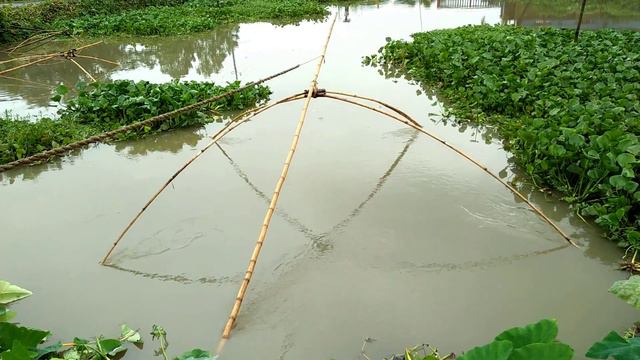 Catch Fish By Net Fishing | Catching Lots Of Fish With Net