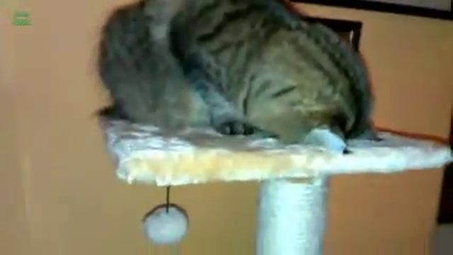 КОТЫ СПЯТ СТОЯ НА ГОЛОВЕ смотреть онлайн
