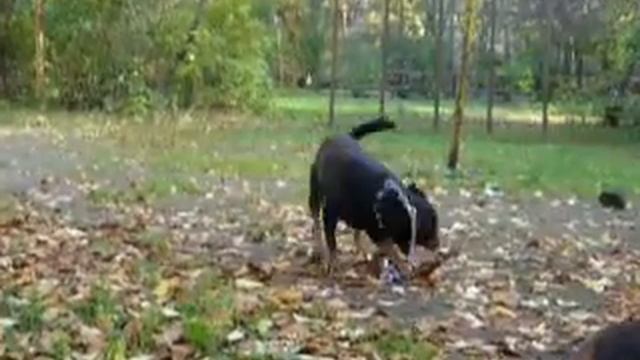 30.09.07 rottweiler , teckels смотреть онлайн