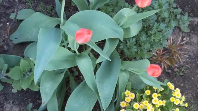 Памяти моей любимой, дорогой мамочки, Ладутько Янины Никифоровны смотреть онлайн