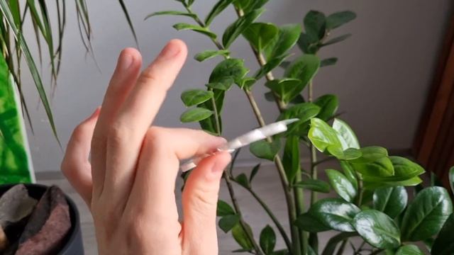 Замиокулькас страдает без этого вещества! Внесите всего 1 таблетку в воду для полива! смотреть онлайн