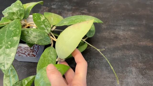 Еще она красавица зацвела. Хойя РХМ( Hoya RHM)! смотреть онлайн