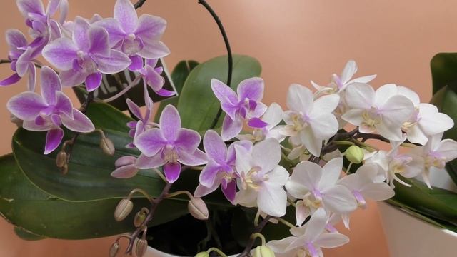 Орхидеи, сохранившие дикую красоту (Phal. Yaphon Pink Lady, Phal. Jungle Blush, Phal.Willd jaquar смотреть онлайн