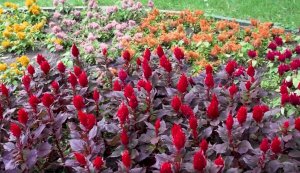 Целозия - эффектная красавица!