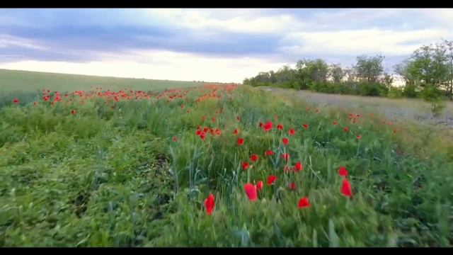 Великого Совета Ангел смотреть онлайн