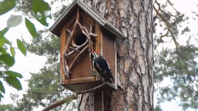 Дятел и бельчатник смотреть онлайн