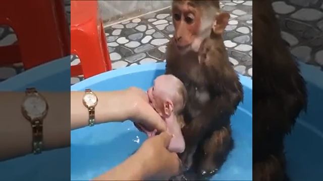 Купание обезьянок... Моем обезьянку. смотреть онлайн