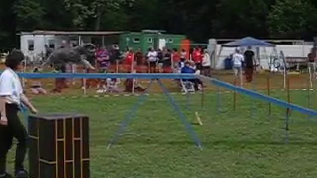 Berlin 23.5 A3 schnauzer Rita смотреть онлайн