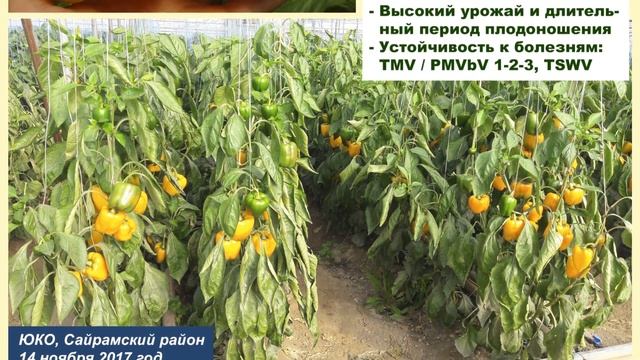 Ранний и высокий урожай перца - СПРИНГБОК F1 смотреть онлайн