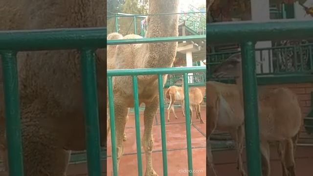 Магическое исцеляющее прикосновение