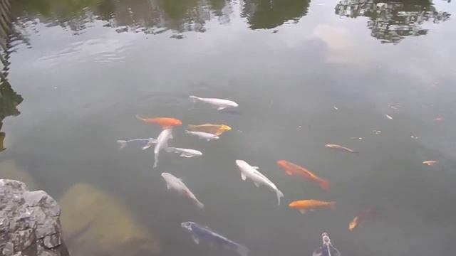 Экскурсия в Японский Сад 6 чувств Mriya Resort & SPA часть 4. Карпы. Медитация смотреть онлайн