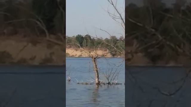 кайман 300 и сеа про 9,8 смотреть онлайн