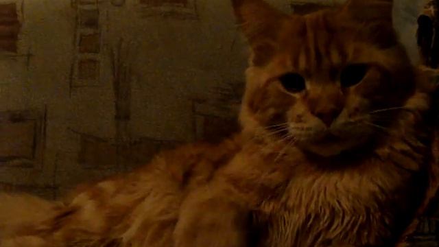 FENIX BIG-CATS (MФА-Int.ch.)WCF-(E.Ch.) смотреть онлайн