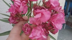 Олеандр выращиваем в контейнере.