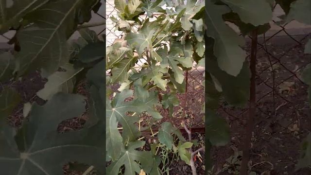 Инжир Далматский 5.11.22 смотреть онлайн