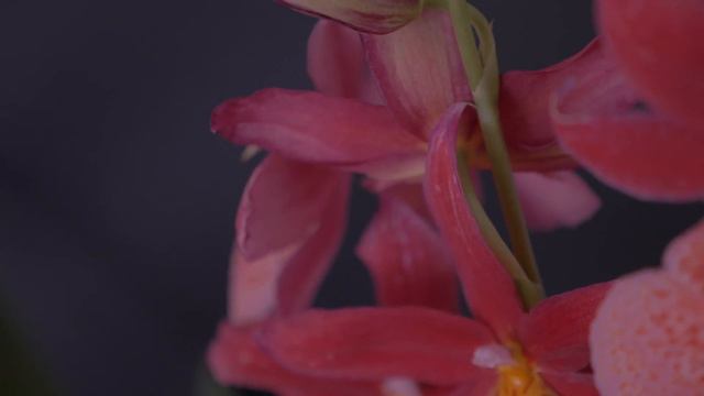 Orquídea Burrageara Nelly Isler(2018) смотреть онлайн