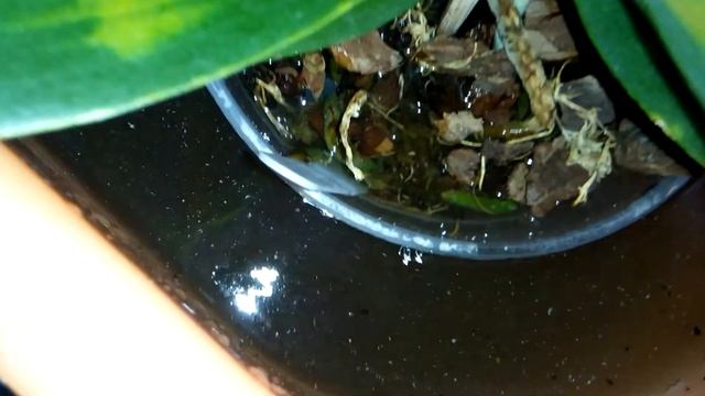 Жёлтые пятна на листьях орхидей. смотреть онлайн