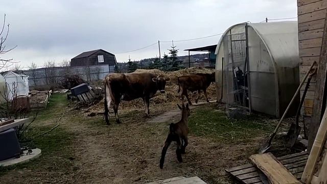 Необходимый УХОД за КОРОВОЙ перед доением?Дойка первотелки ДЖЕРСИ?Бельчатник?️ Тюльпаны?Субботник? смотреть онлайн