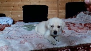 Учим команды / лабрадор Чупик (2 месяца)