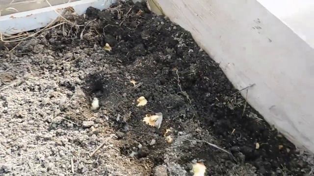 Сажаем лук в МАРТЕ! Посадите лук на зелень в ТЕПЛИЦЕ! смотреть онлайн