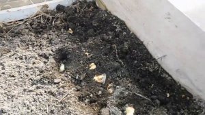 Сажаем лук в МАРТЕ! Посадите лук на зелень в ТЕПЛИЦЕ!