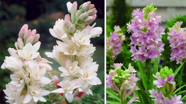 ПОЛИАНТЕС / POLIANTES / ТУБЕРОЗА смотреть онлайн