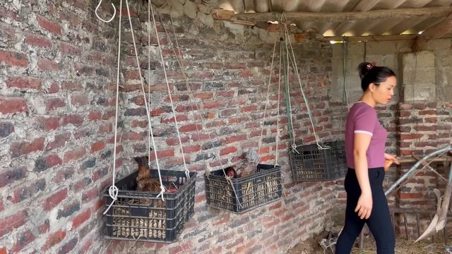 Harvesting Amaranth & Chicken - Snake Biting Chicken Going to Market - Taking Care of Spring Crops смотреть онлайн