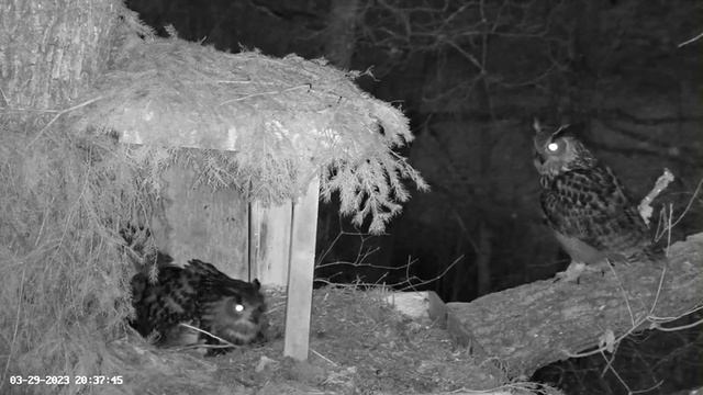 Male Eagle Owl Delivers Dinner ? 03/29/23 20:37 смотреть онлайн